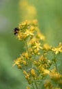 Hairy St Johnâs-wort Hypericum hirsutum, yellow flowers with bumblebee